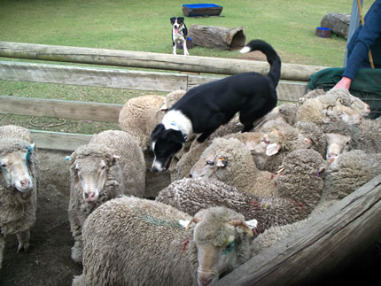 sheepdog jumping over the sheep to get them into the gate