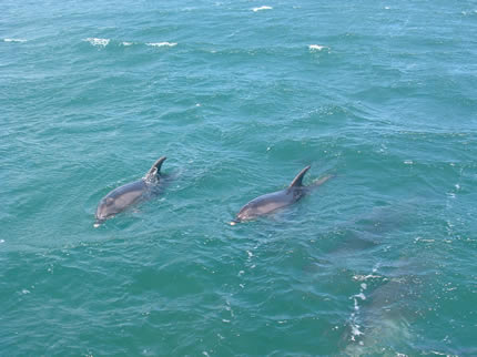 Dolphins-This is the best picture I could get